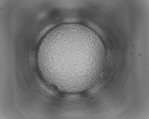 X0000076250155200610122214