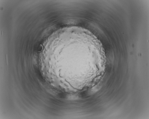 X0000076250175200610122214