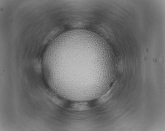 X0000076250179200610122214