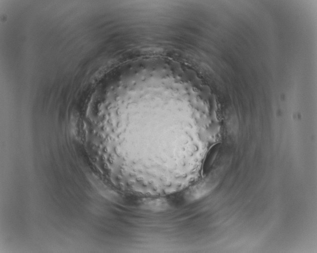 X0000076250185200610122214