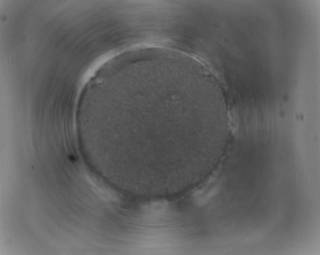 X0000076250196200610122214