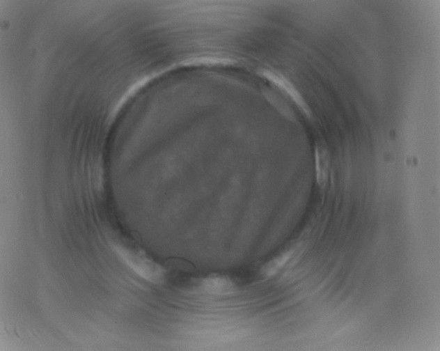 X0000076250204200610122213