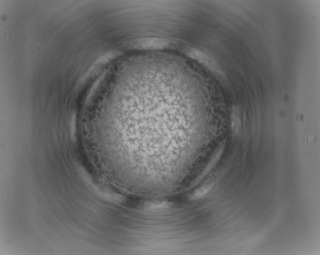 X0000076250206200610122213