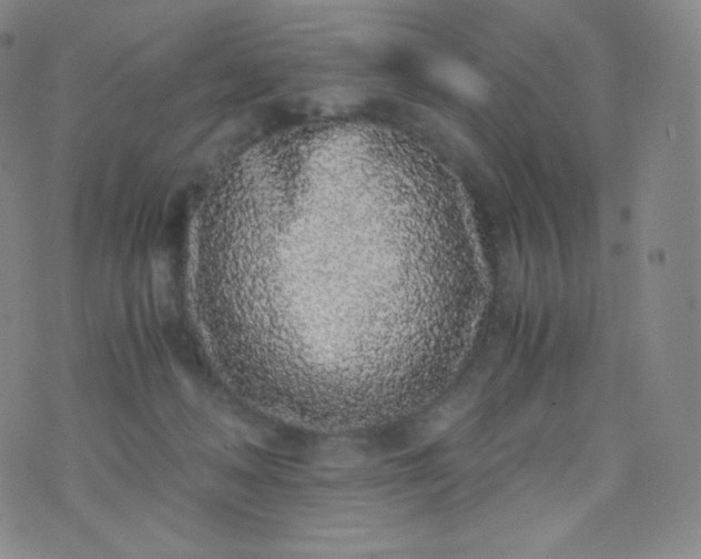 X0000076250222200610122213