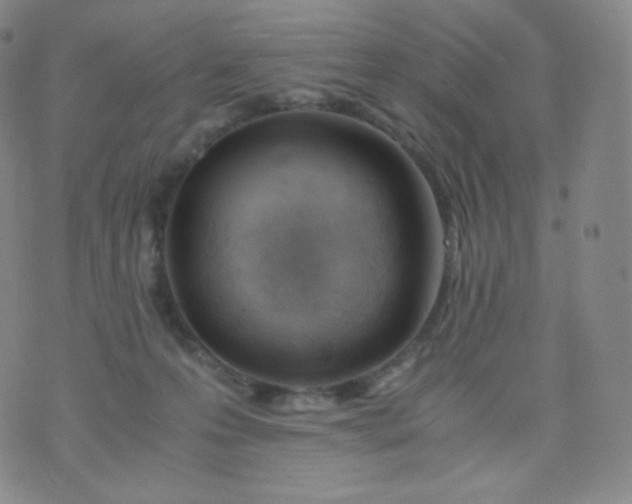 X0000076250223200610122213