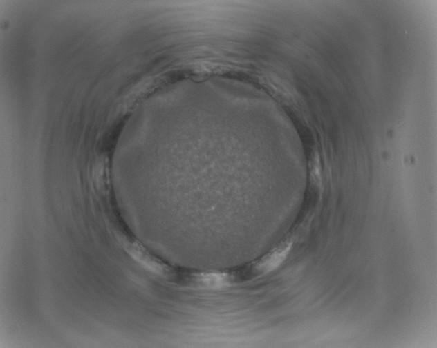 X0000076250233200610122213