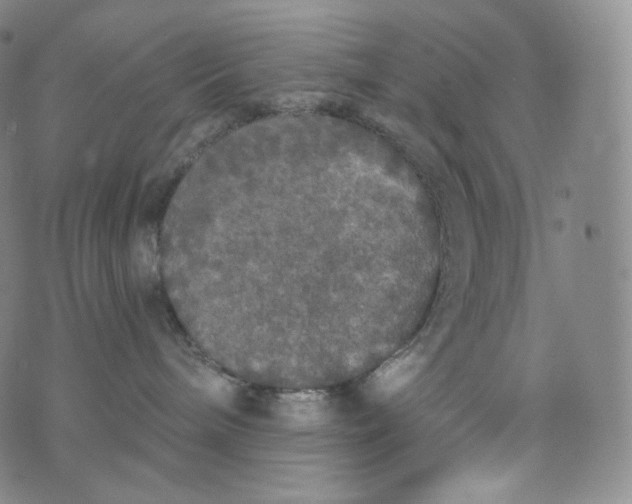 X0000076250240200610122213