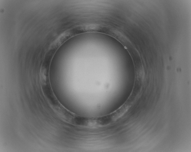 X0000076250264200610122212