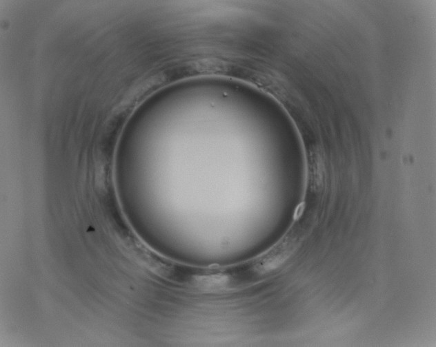 X0000076250266200610122212