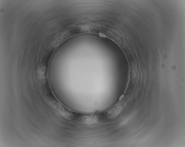 X0000076250275200610122213