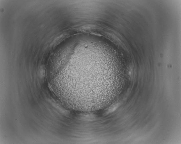 X0000076250284200610122213