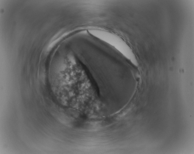 X0000076250295200610122212