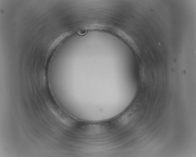 X0000076250298200610122212