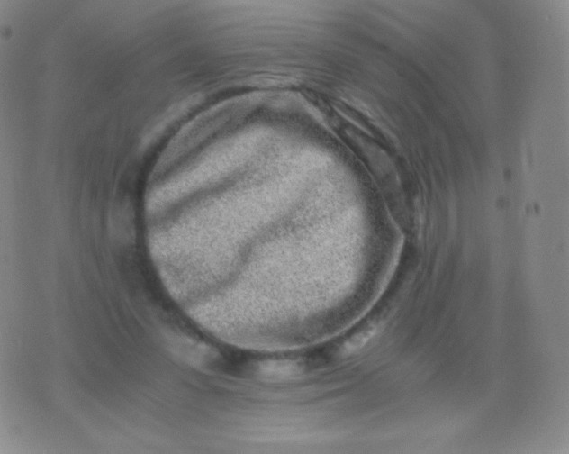 X0000076250303200610122212