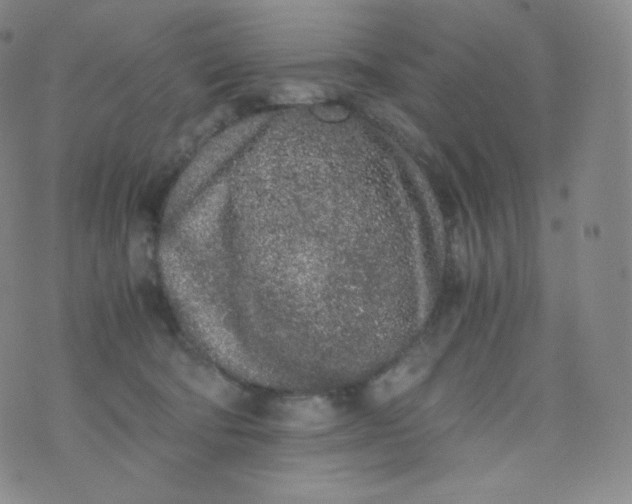 X0000076250322200610122212