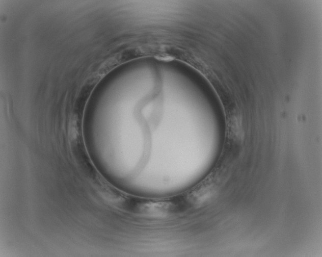 X0000076250323200610122211