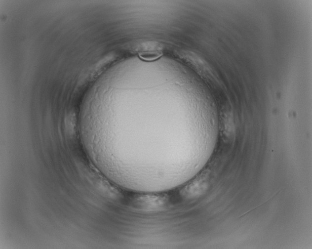 X0000076250326200610122211