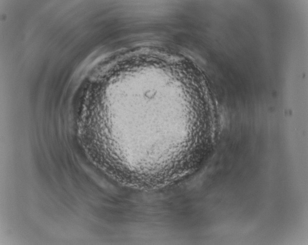 X0000076250339200610122211