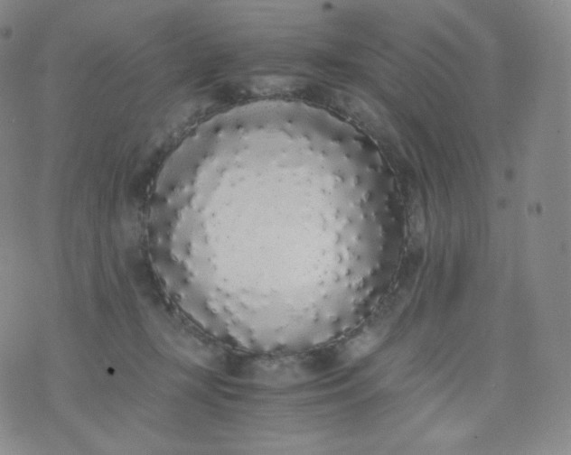 X0000076250367200610122211