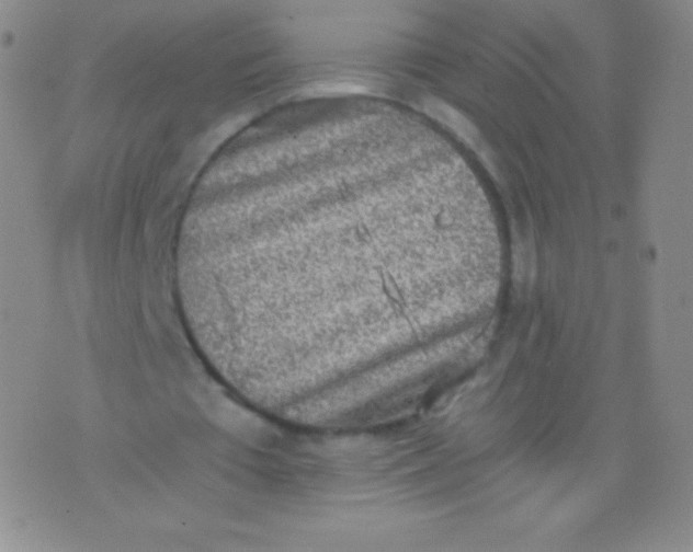 X0000076250385200610122210