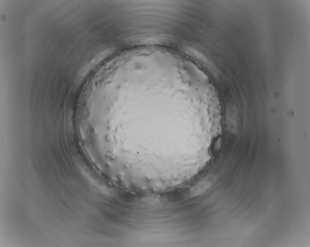 X0000076250394200610122210