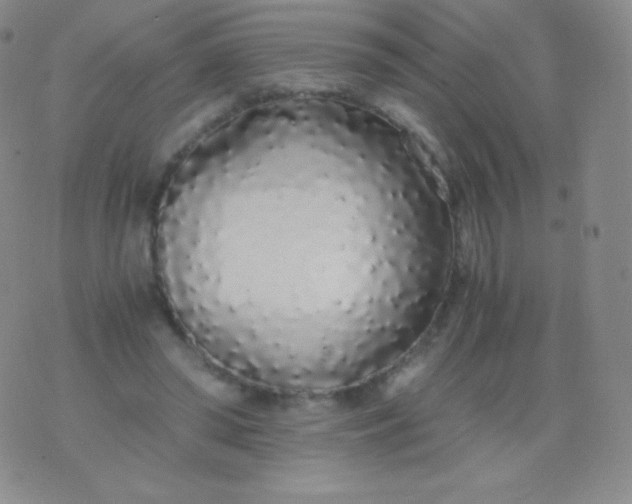 X0000076250398200610122210