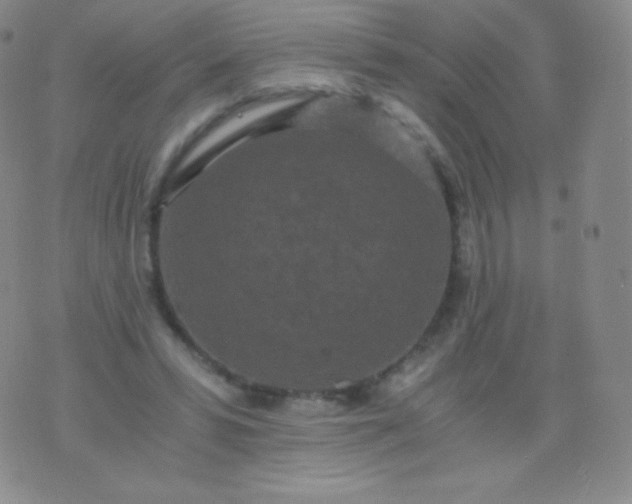 X0000076250399200610122210