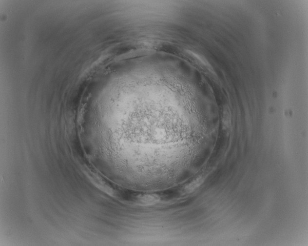 X0000076250409200610122210