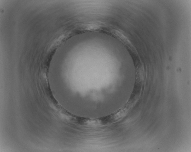 X0000076250415200610122210