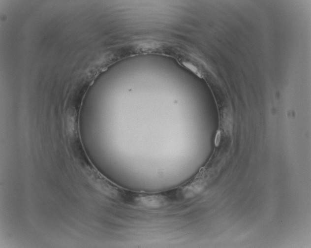 X0000076250417200610122210