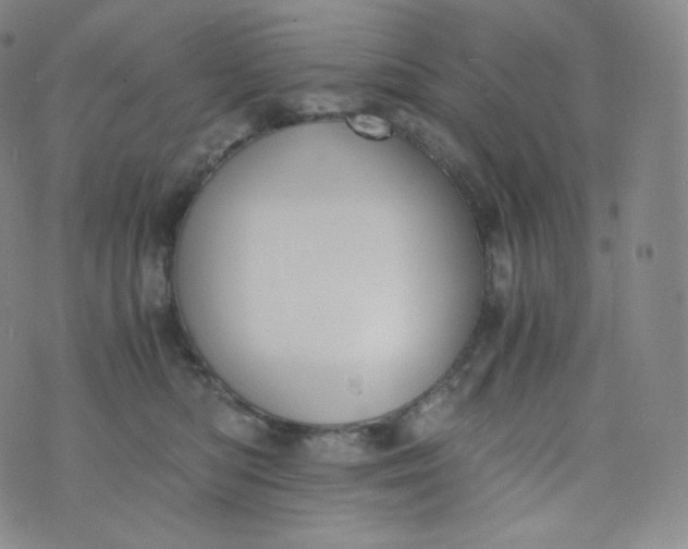 X0000076250422200610122210