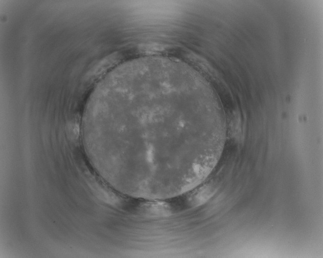 X0000076250427200610122210