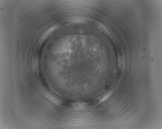 X0000076250444200610122209