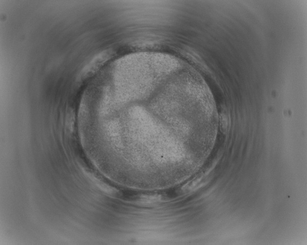 X0000076250458200610122209