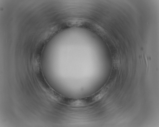 X0000076250460200610122209