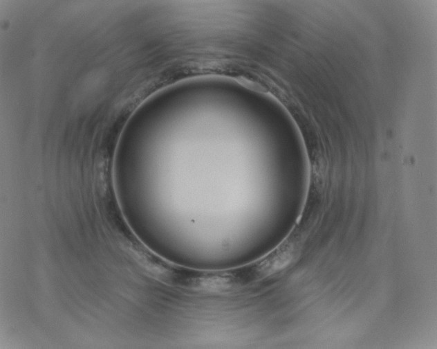 X0000076250462200610122209