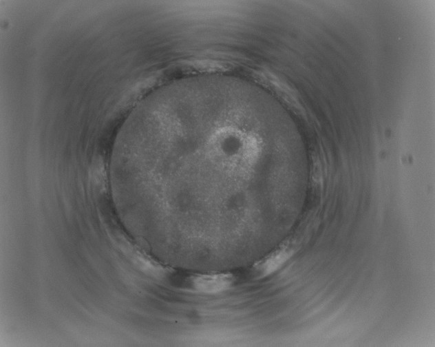 X0000076250465200610122209