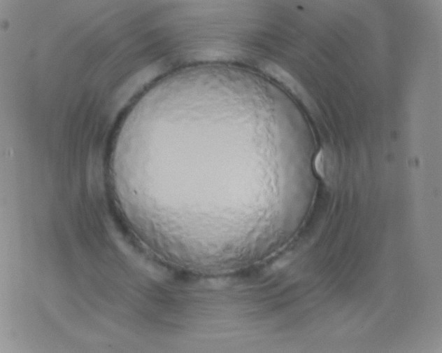 X0000076250482200610122209