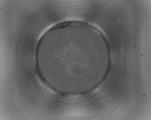 X0000076250488200610122209