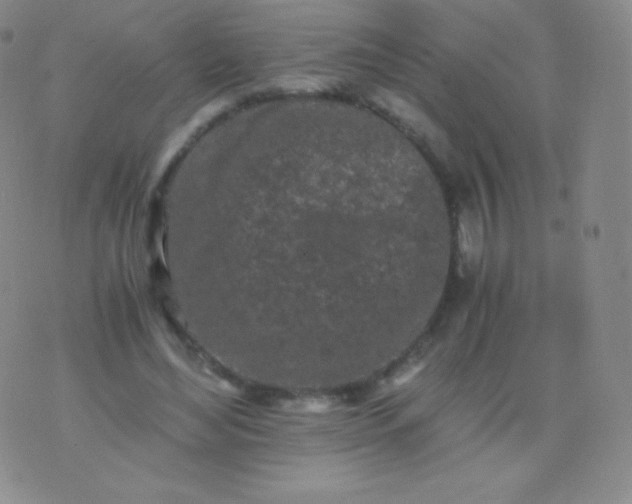 X0000076250492200610122209