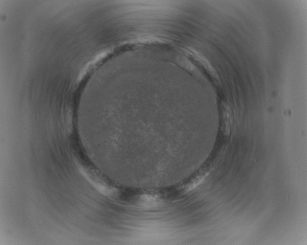 X0000076250496200610122209