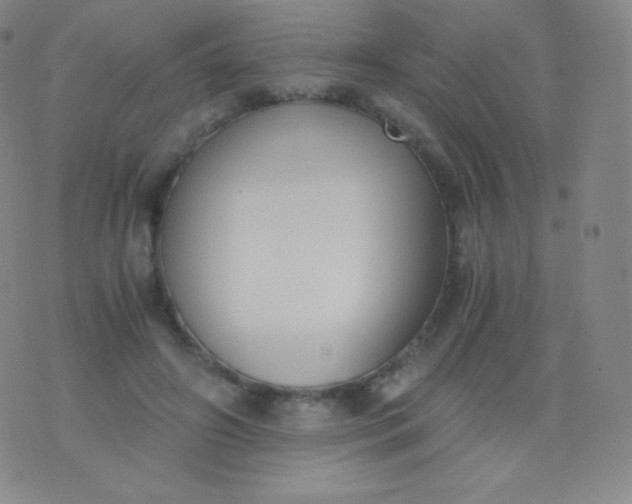 X0000076250498200610122209