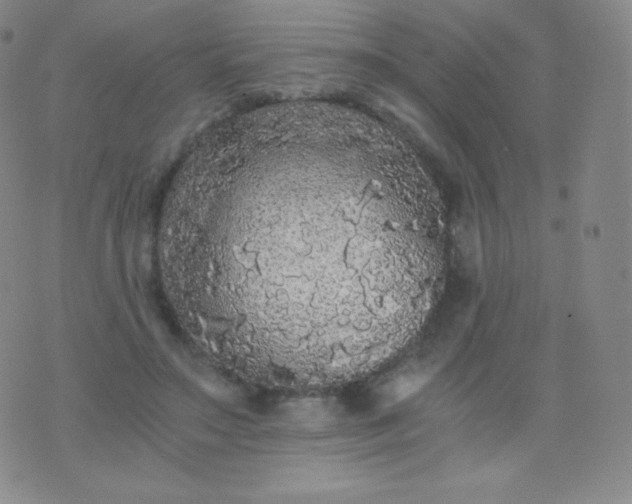 X0000076250499200610122209