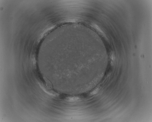 X0000076250500200610122209