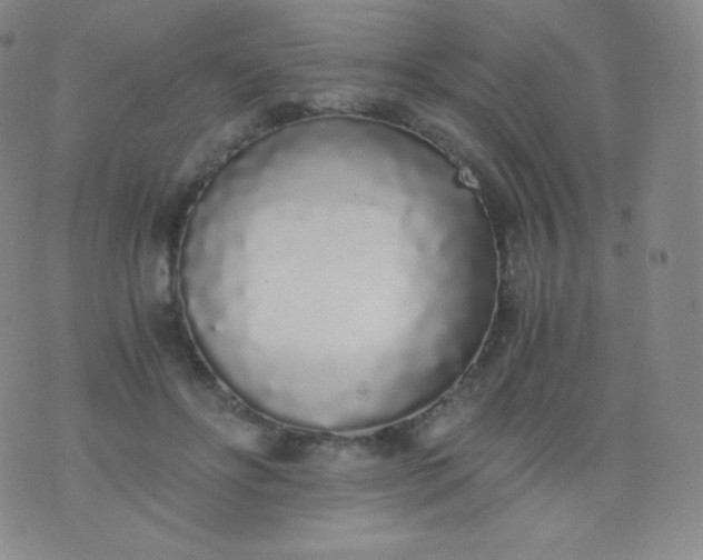 X0000076250502200610122209