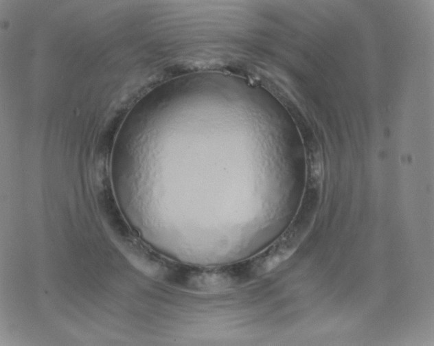 X0000076250503200610122209