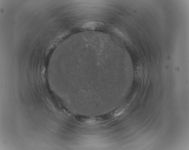 X0000076250504200610122209