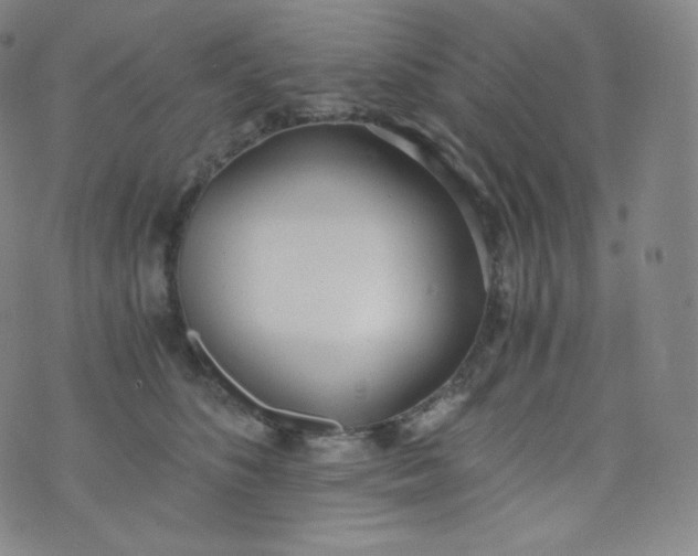 X0000076250516200610122208