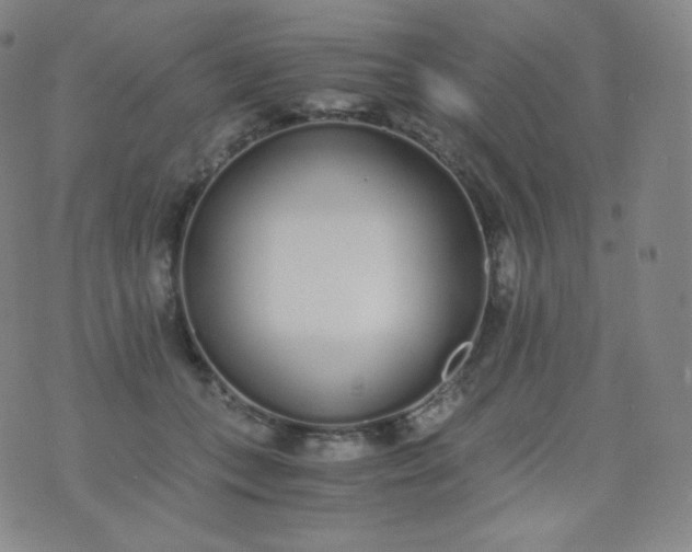 X0000076250559200610122208