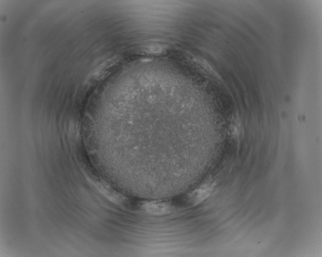 X0000076250568200610122208